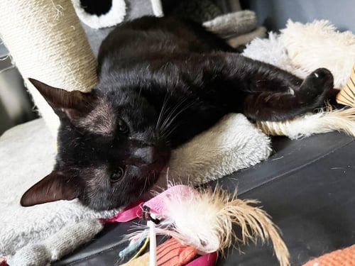 BRUNO BLACK - Domestic Short Hair available for adoption
