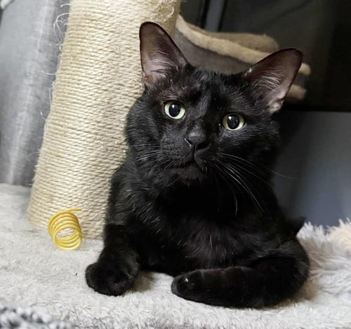 BRUNO BLACK - Domestic Short Hair available for adoption