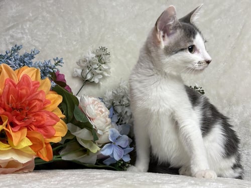 JET ZEZE - Domestic Short Hair available for adoption