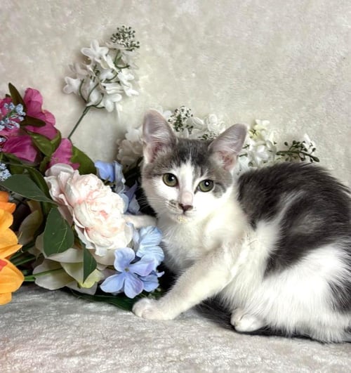 JET ZEZE - Domestic Short Hair available for adoption