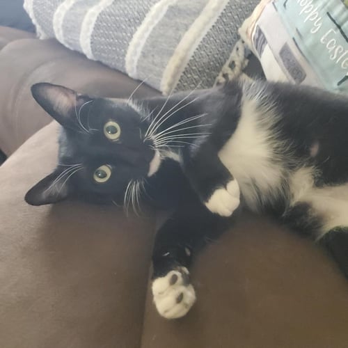 FELIX FINCH - Domestic Short Hair for adoption in Chandler