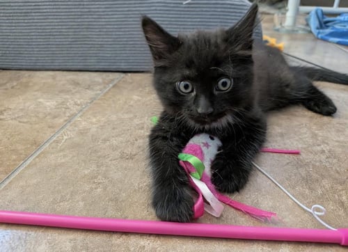 SONNY DRAIN - Domestic Medium Hair / Tuxedo available for adoption
