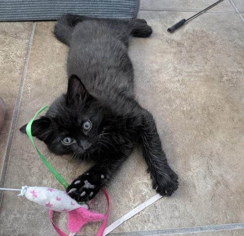 SONNY DRAIN - Domestic Medium Hair / Tuxedo available for adoption