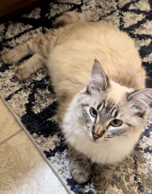 KAI SA - Siamese / Domestic Short Hair available for adoption