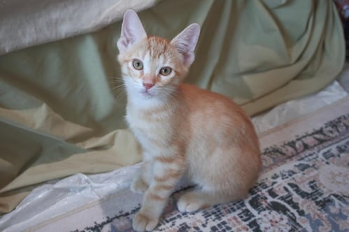 AXL MOON - Domestic Short Hair / Tabby for adoption in Chandler