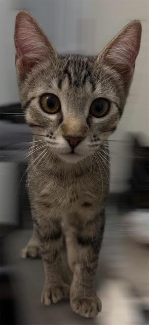 Mika Kot Image