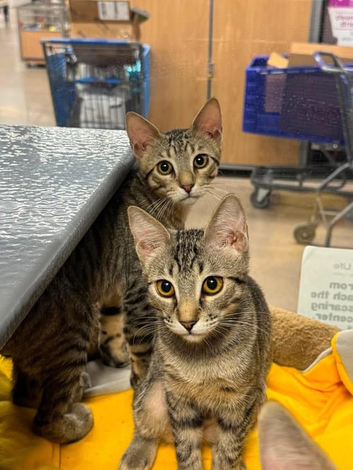 MIKA KOT - Domestic Short Hair / Tabby available for adoption