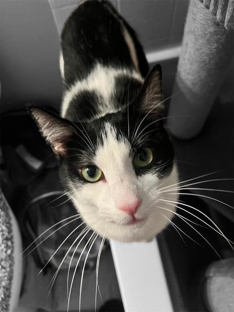LOUIE JUNGLE - Domestic Short Hair for adoption in Chandler