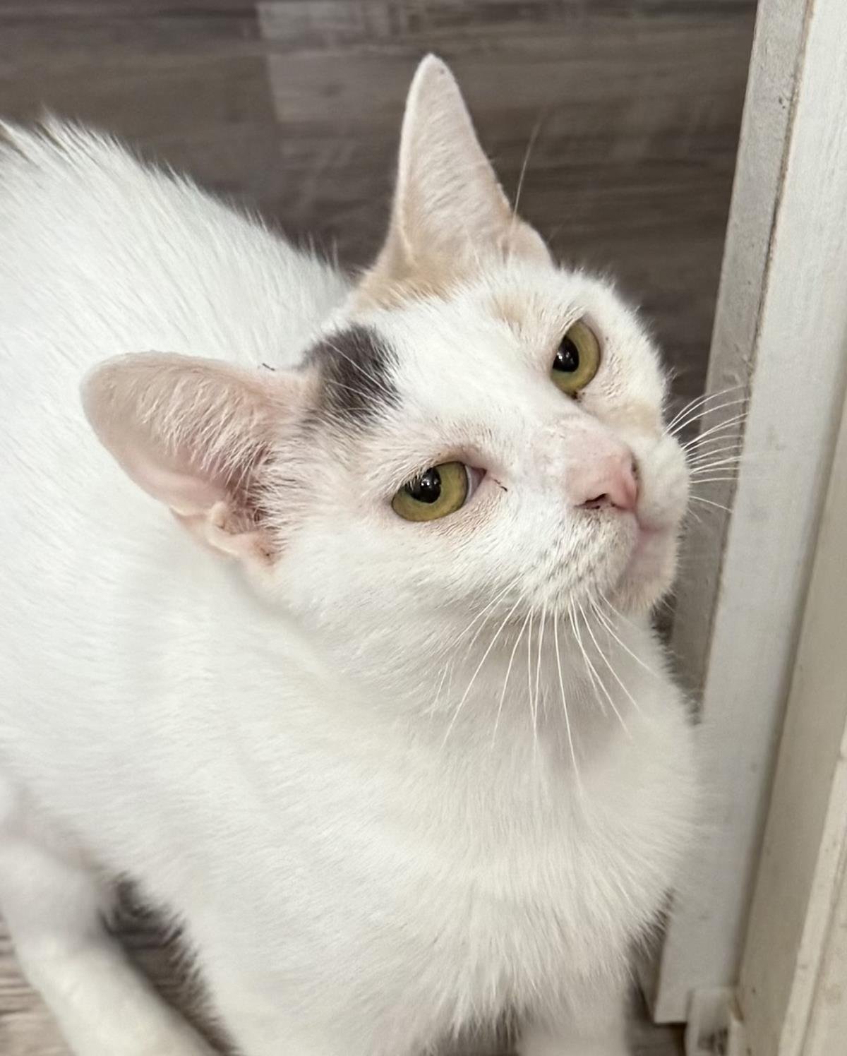 MIMI MIMI - Domestic Short Hair / Calico available for adoption