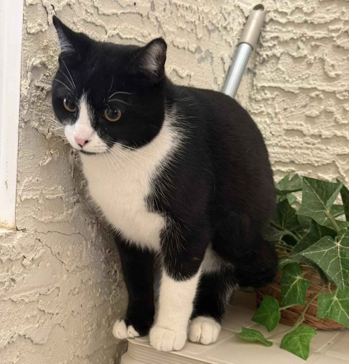 TUX MCFLUFF - Domestic Short Hair / Tuxedo available for adoption