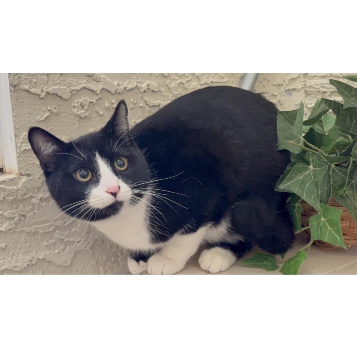 TUX MCFLUFF - Domestic Short Hair / Tuxedo available for adoption