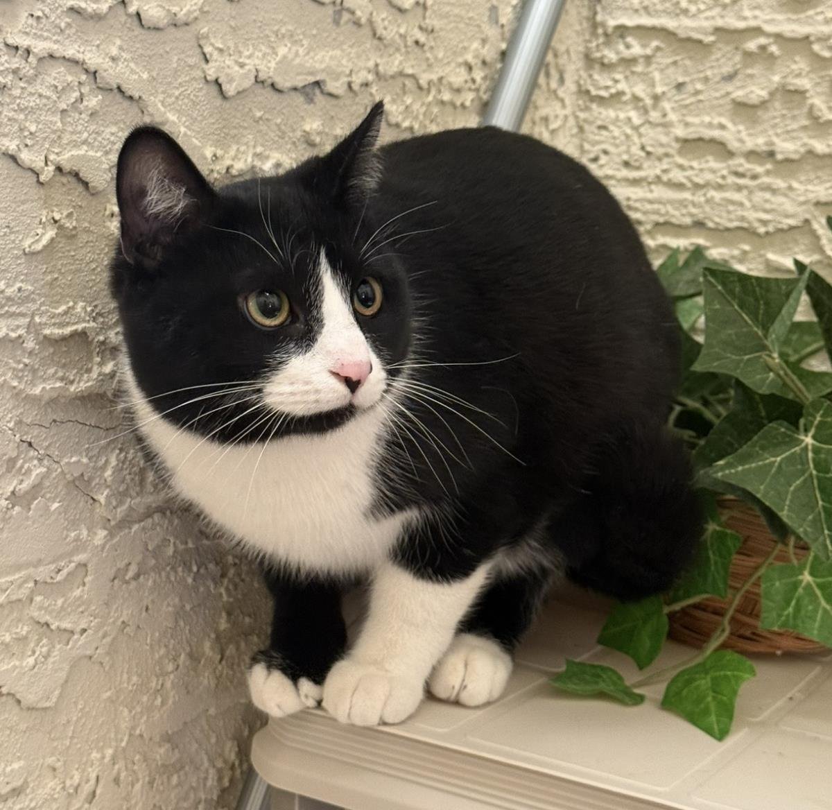 Tux Mcfluff - Photo 3