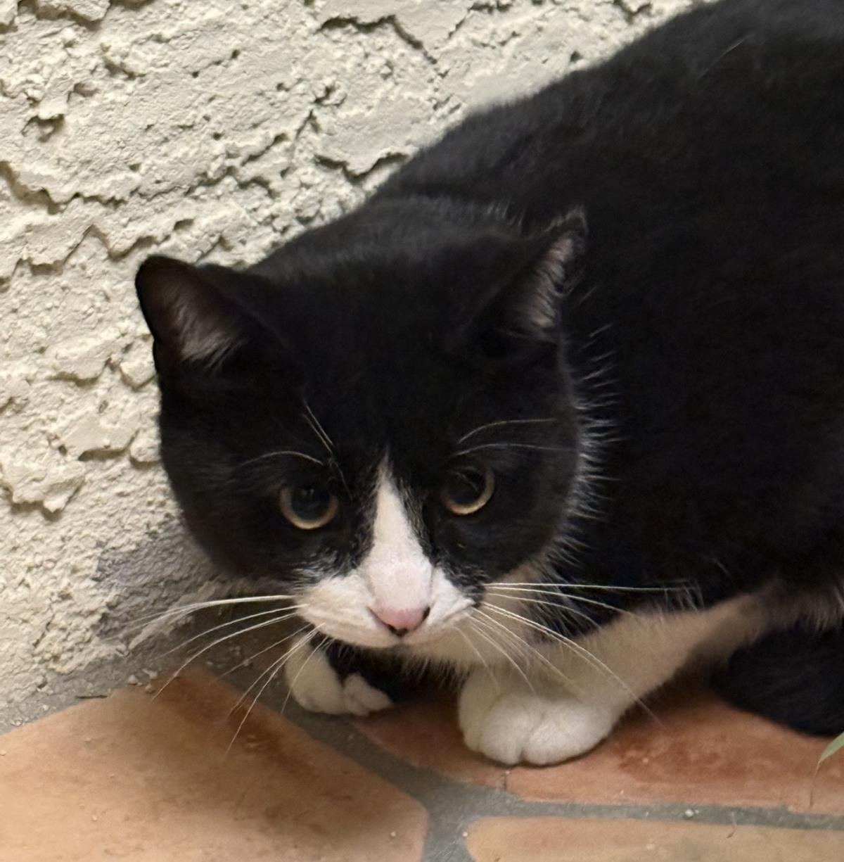 Tux Mcfluff - Photo 4