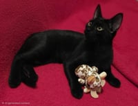 Hershe Le Pew Bonded To Bb - Photo 3