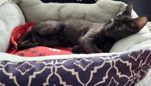 KIWI BERRI - Domestic Short Hair / Tabby available for adoption