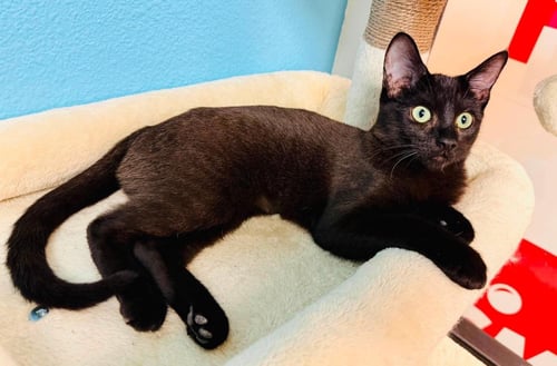 KIWI BERRI - Domestic Short Hair / Tabby available for adoption