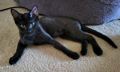 KIWI BERRI - Domestic Short Hair / Tabby available for adoption