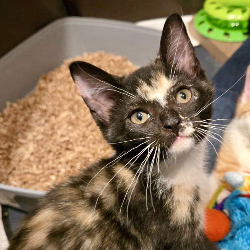 PEPPERJACK - Domestic Short Hair available for adoption