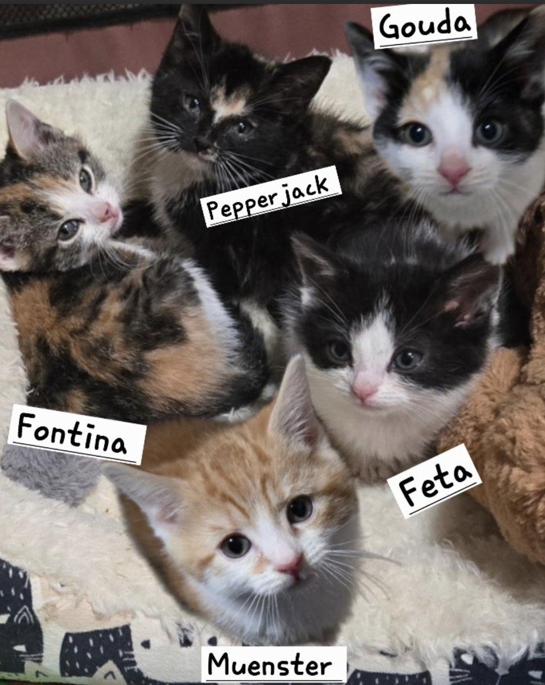 PEPPERJACK - Domestic Short Hair available for adoption