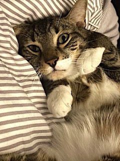 SAREK - Domestic Short Hair available for adoption