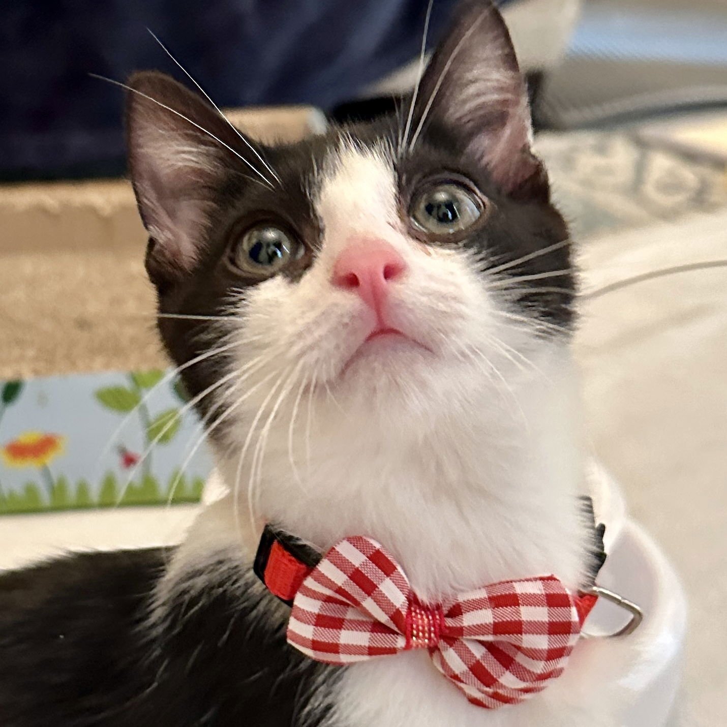 JULIUS - Domestic Short Hair available for adoption