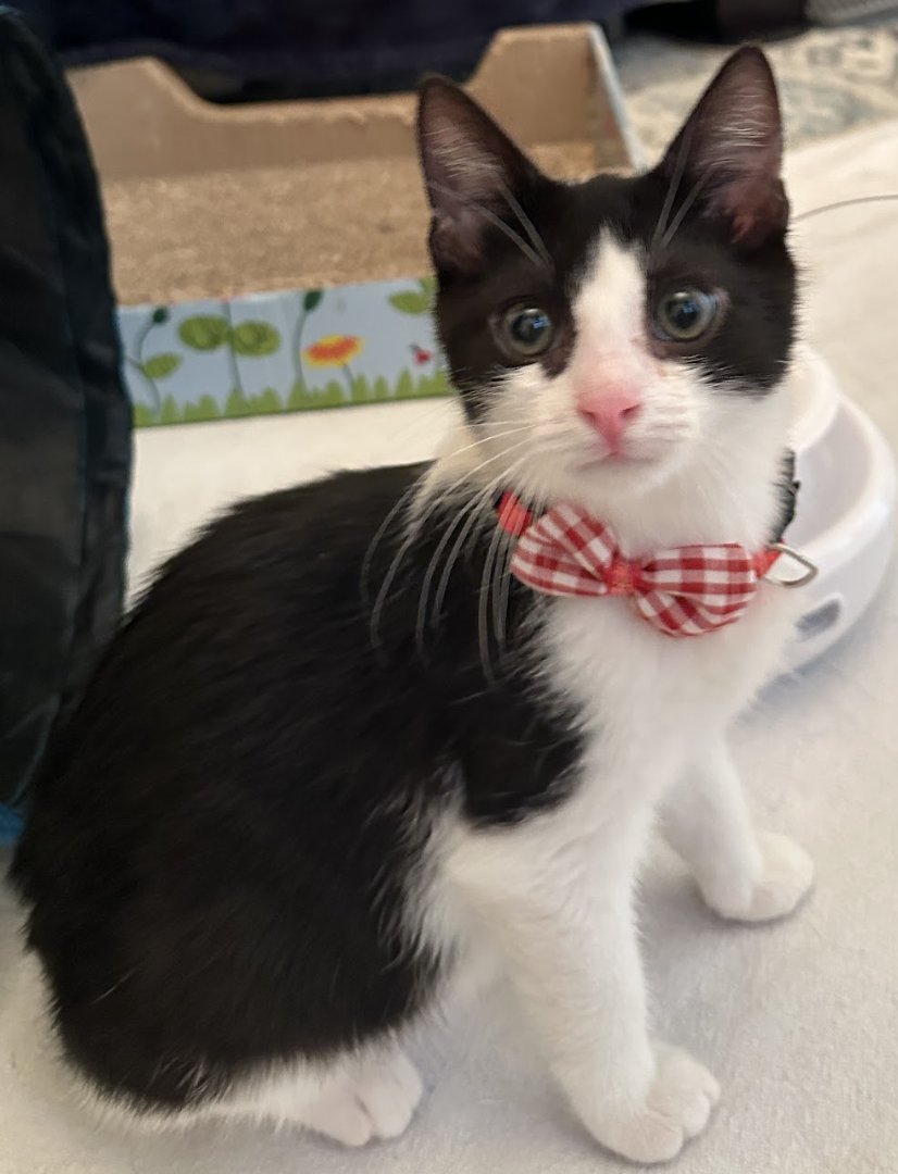 JULIUS - Domestic Short Hair available for adoption