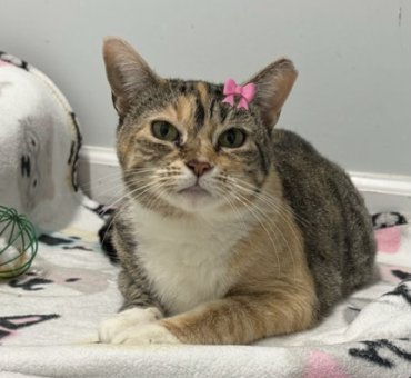 FONDUE - American Shorthair available for adoption