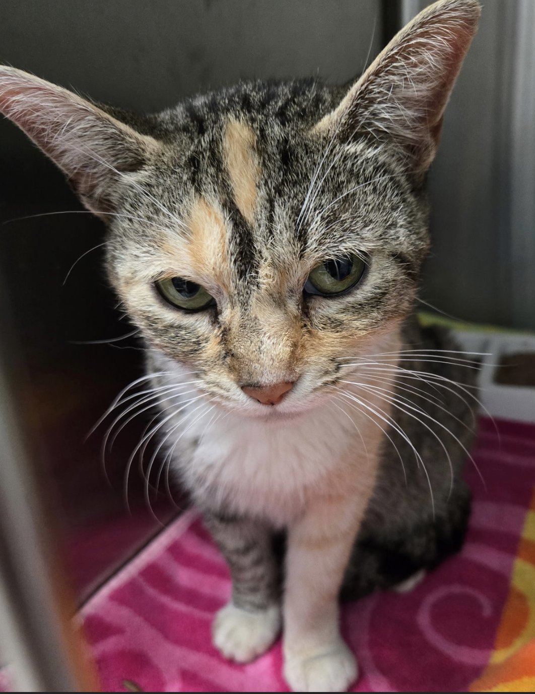 FONDUE - American Shorthair available for adoption