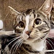 SAM - Domestic Short Hair available for adoption