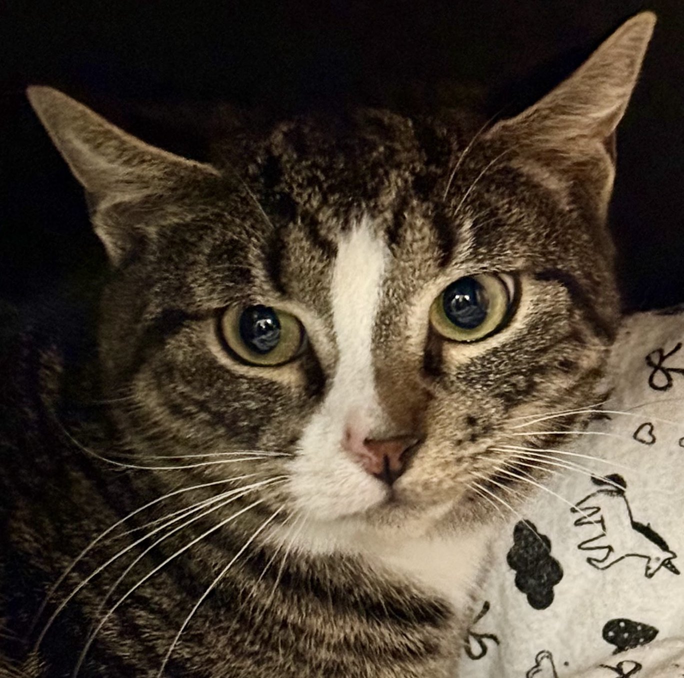 SAM - Domestic Short Hair available for adoption