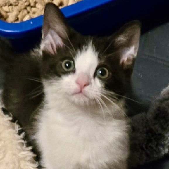 FETA - Tuxedo / Domestic Short Hair available for adoption