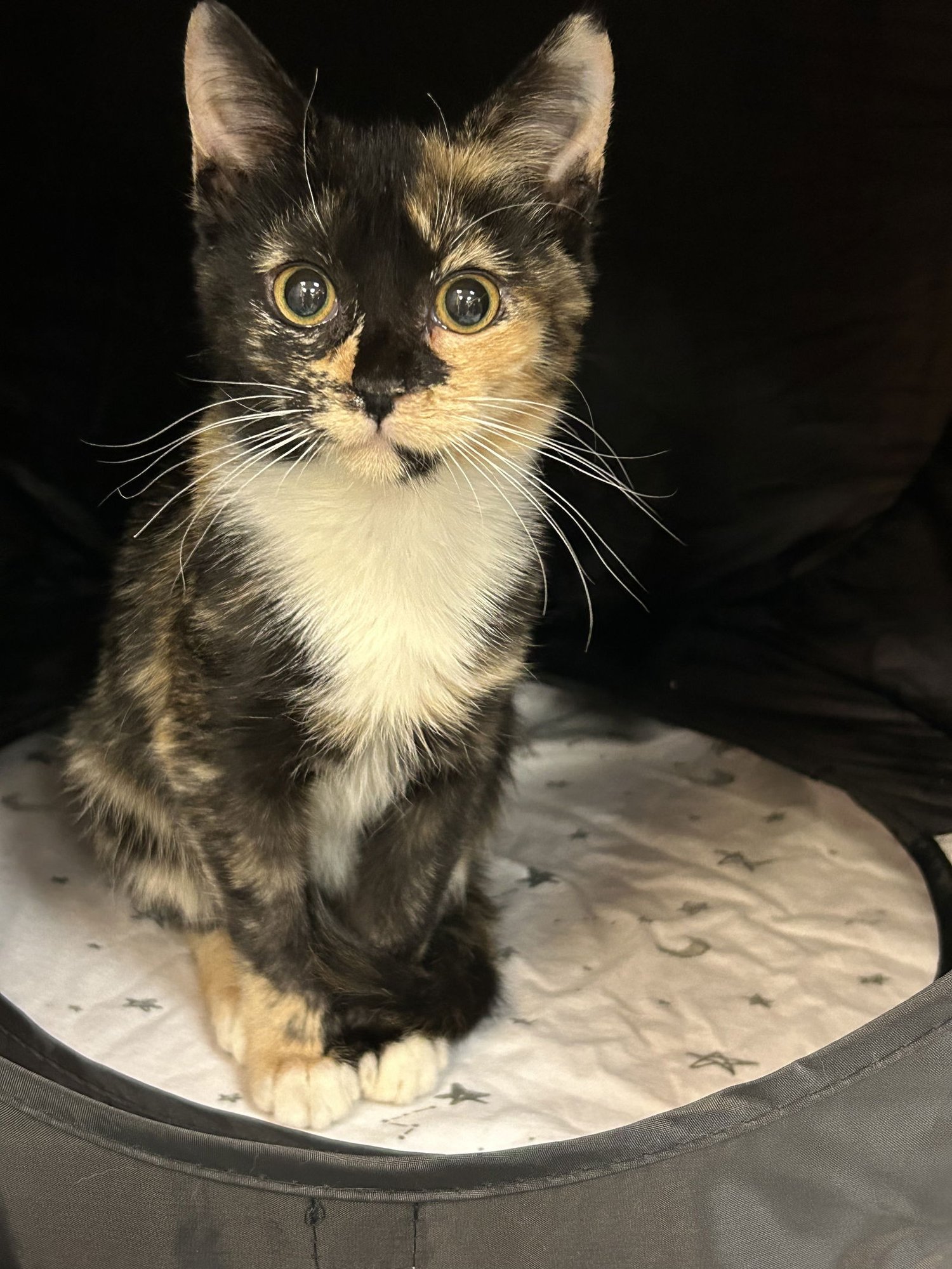 MOUSIE (BONDED WITH CLAWDE) - Domestic Short Hair available for adoption