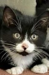 SHOCK - Domestic Short Hair available for adoption