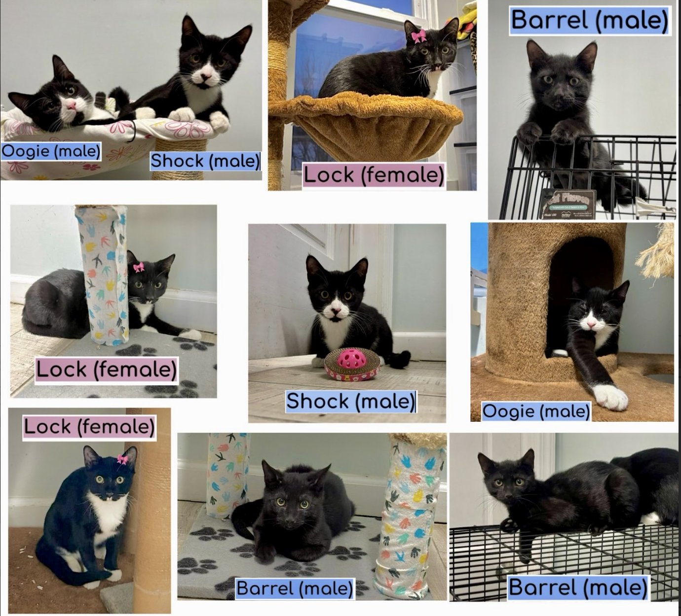 SHOCK - Domestic Short Hair available for adoption