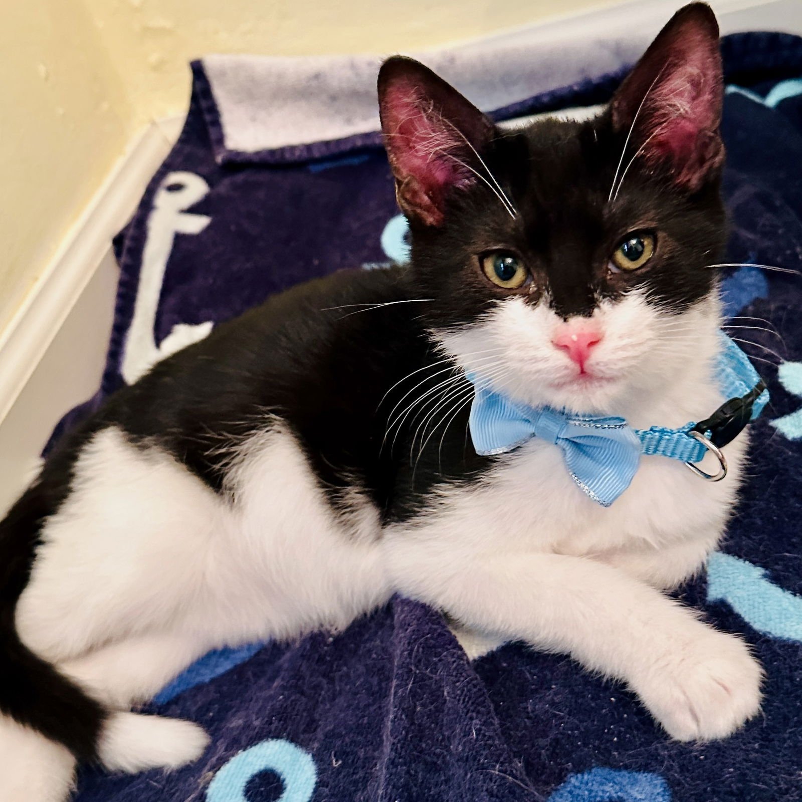 SIMON - Domestic Short Hair available for adoption