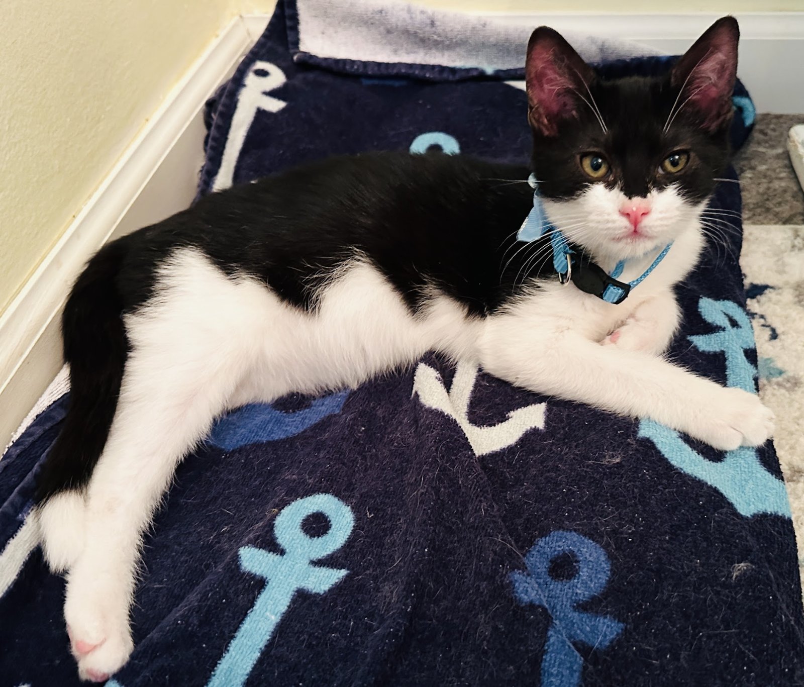 SIMON - Domestic Short Hair available for adoption