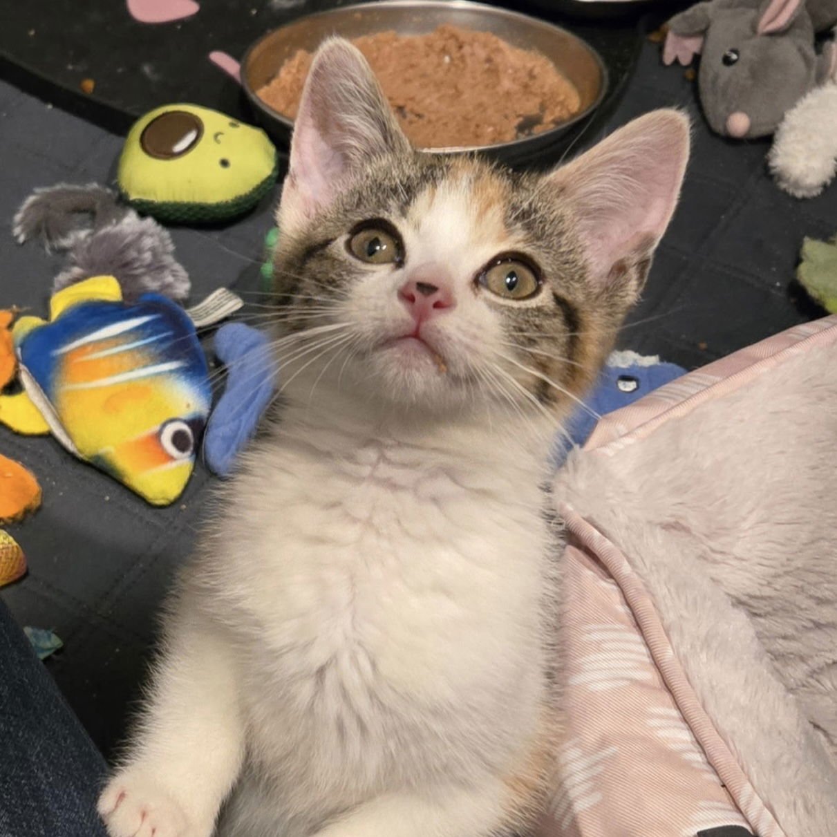 FONTINA - Domestic Short Hair / Calico available for adoption