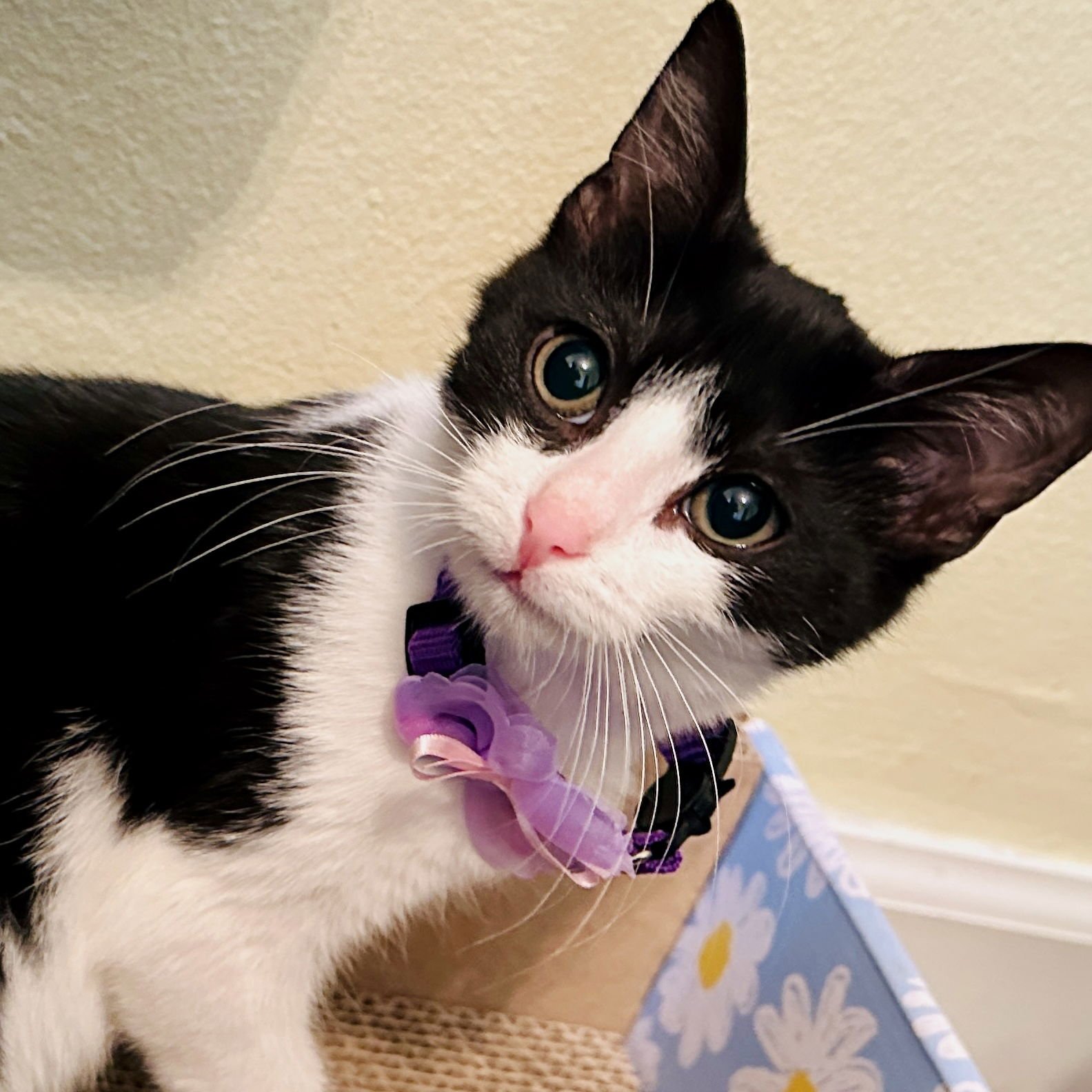 INKY - Domestic Short Hair available for adoption