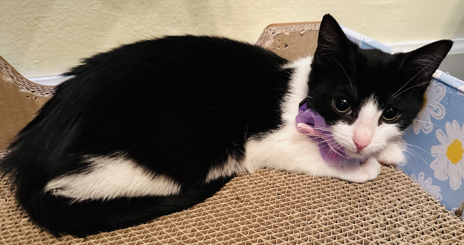 INKY - Domestic Short Hair available for adoption