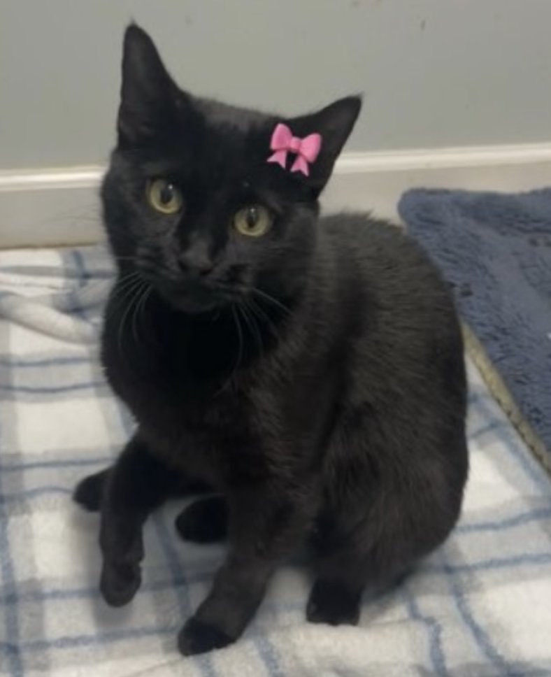MIDNIGHT - Domestic Short Hair available for adoption
