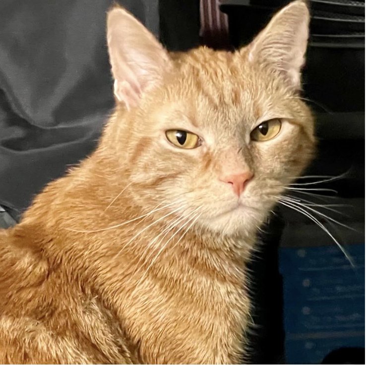 MARMALADE - Domestic Short Hair available for adoption