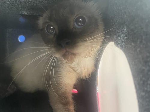A667598 - Siamese available for adoption