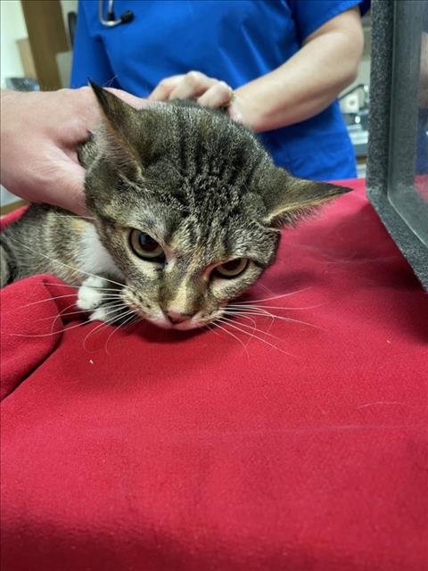 A667592 - Domestic Short Hair available for adoption