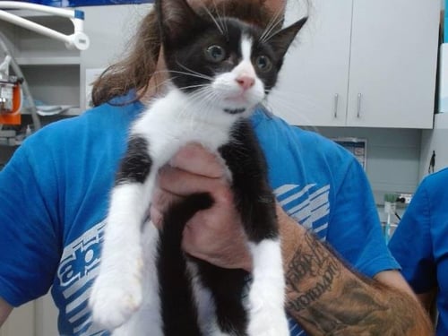 DANIEL - Domestic Short Hair available for adoption