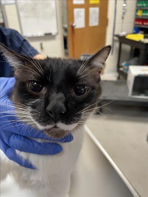 NESTLE - Snowshoe / Siamese available for adoption