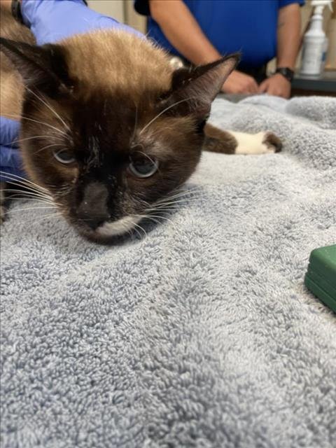 HERSHEY - Siamese / Snowshoe available for adoption