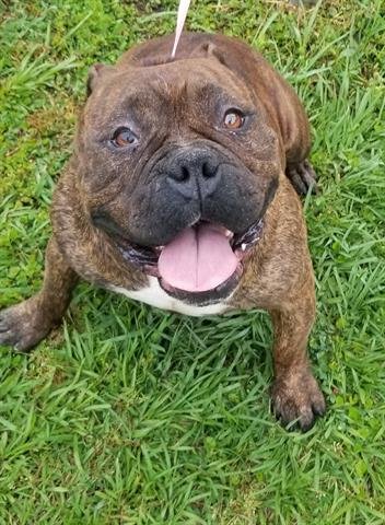 PUP PUP - American Bulldog available for adoption