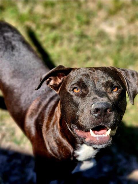 BOSCO - Labrador Retriever available for adoption