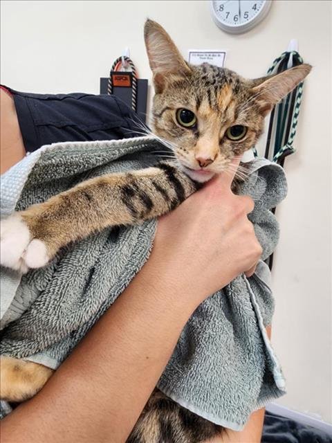 KENDRA - Domestic Short Hair available for adoption