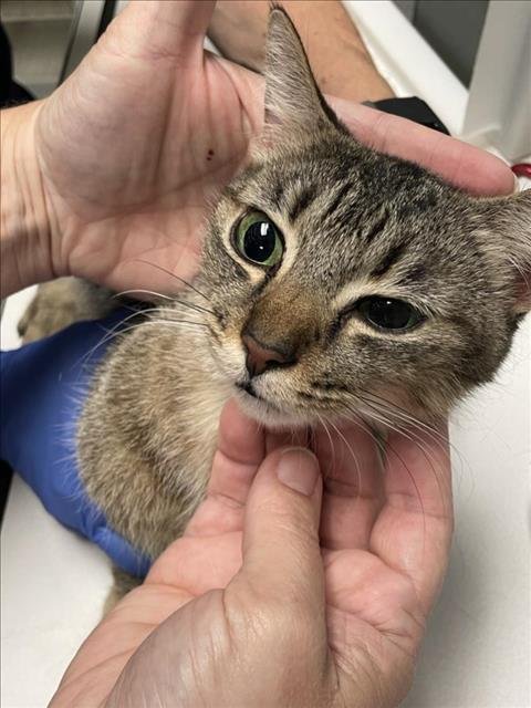 CADBURY - Domestic Short Hair available for adoption